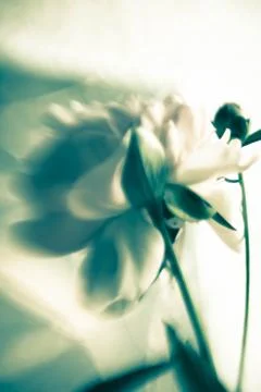 Blue peony Photos