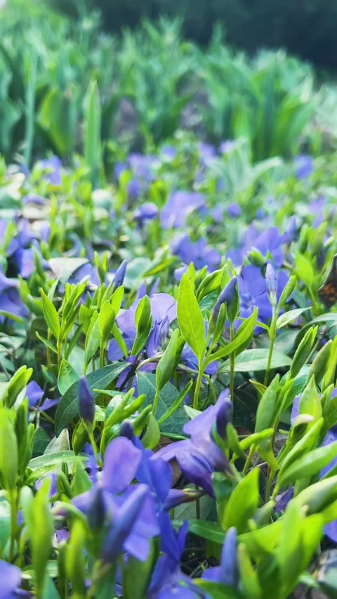 Blue periwinkle flowers blooming in a spring garden.  Stock-Footage 333638854