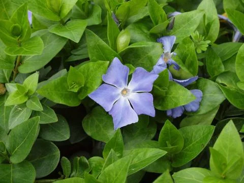 The Blue Periwinkle Stock Photos