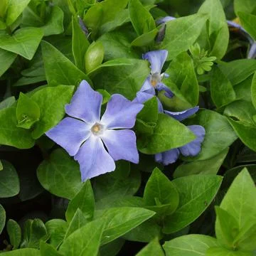 The Blue Periwinkle Stock Photos