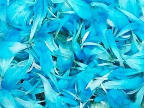 Blue petal background Stock Photos