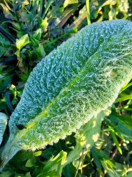 Blue on the petal 스톡 사진