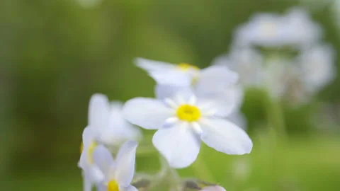 Blue petals of the true forget-me-not flower Stock Footage 135695730