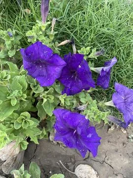 Blue Petunia Display Stock Photos