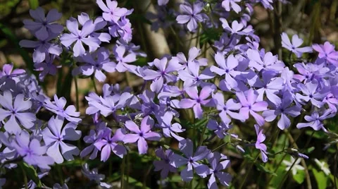 Blue Phlox Video stock 2823163