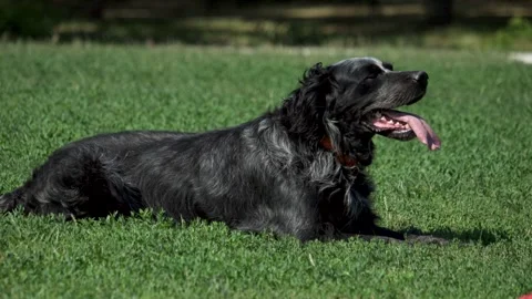The Blue Picardy Spaniel is lying on the grass Stock Footage 162904750