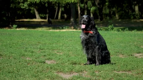 The Blue Picardy Spaniel is sitting on the grass Stock Footage 162905115