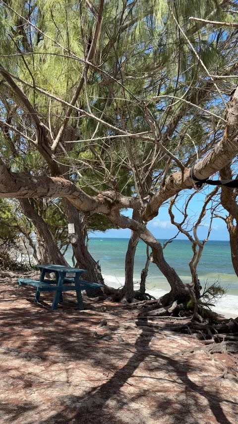 Blue picnic bench under casuarina trees overlooking Caribbean sea, Barbados Stock-Footage 337000077