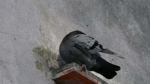 Blue pigeon sitting on brick Stock Footage 77694714