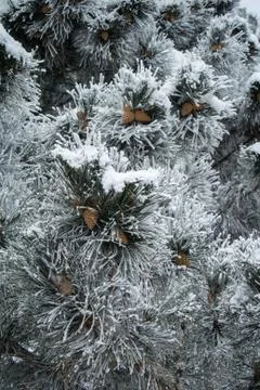 Blue pine branches with cones covered with frost. Stock Photos