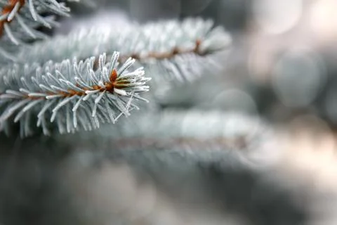 Blue Pine branches isolated on gray. Stock Photos