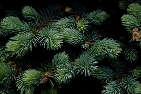 Blue pine in spring close-up Stock Photos