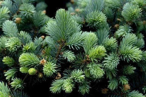 Blue pine in spring close-up Stock Photos