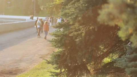 Blue pine tree branches 스톡 동영상 202300668