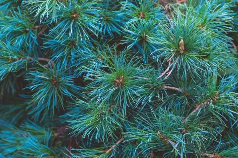 Blue pine tree branches Stock Photos
