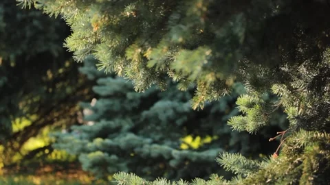 Blue pine tree branches with sunlight background during the day Stock Footage 202300380