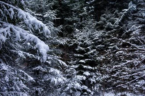 Blue pine trees covered in heavy snow with blue sky during the day in winter. Stock Photos