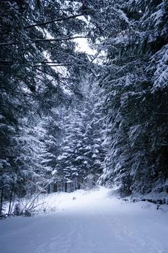 Blue pine trees covered in heavy snow with blue sky during the day in winter. Stock Photos