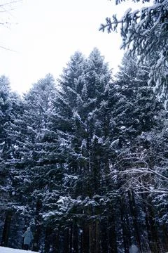 Blue pine trees covered in heavy snow with blue sky during the day in winter. Stock Photos