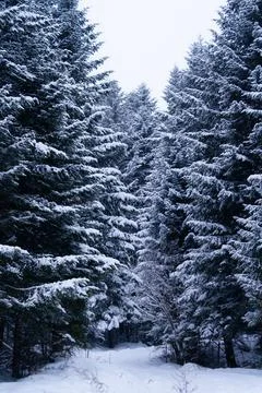 Blue pine trees covered in heavy snow with blue sky during the day in winter. Stock Photos