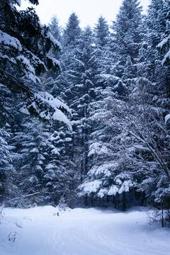 Blue pine trees covered in heavy snow with blue sky during the day in winter. Foto stock