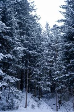 Blue pine trees covered in heavy snow with blue sky during the day in winter. Foto stock