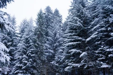 Blue pine trees covered in snow with blue sky during the day in winter. Stock Photos