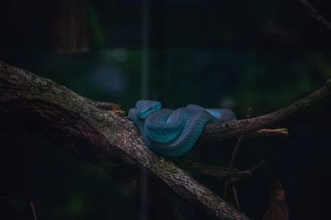 Blue Pit Viper Resting on Tree Branch in a Zoo at Malaysia 写真素材