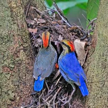 Blue pitta Stock Photos