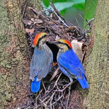 Blue pitta Stock Photos