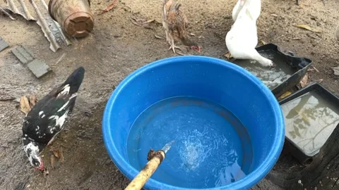 Blue plastic basin containing water prepared for poultry Stock Footage 325765753