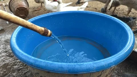 Blue plastic basin containing water prepared for poultry Stock Footage 325765910