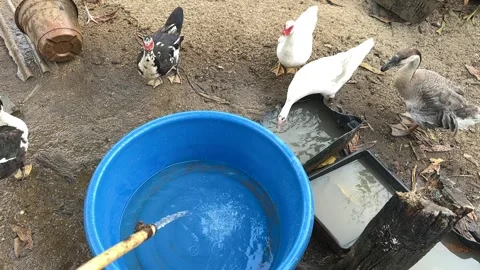 Blue plastic basin containing water prepared for ducks Stock Footage 325766001