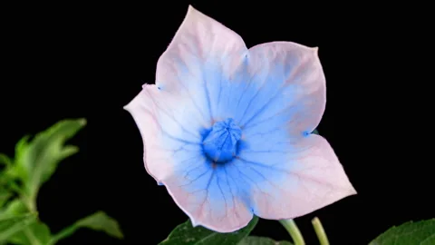 Blue Platycodon Flower Opening Blossom in Time Lapse on a Black Background Stock Footage 164271027