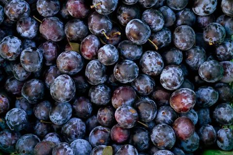 Blue plum background. Fruit background for healthy eating,gardening,harvest Фото