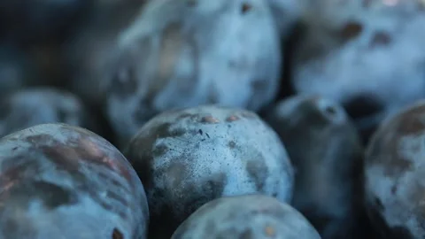 A blue plum macro Vidéo 139342640