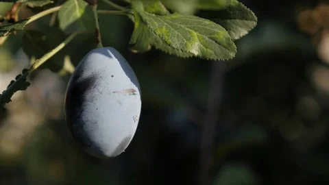 Blue plum on tree branch shallow DOF video Stock Footage 80548158