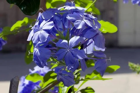 Blue plumbago Stock Photos