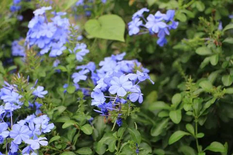 Blue Plumbago Stock Photos