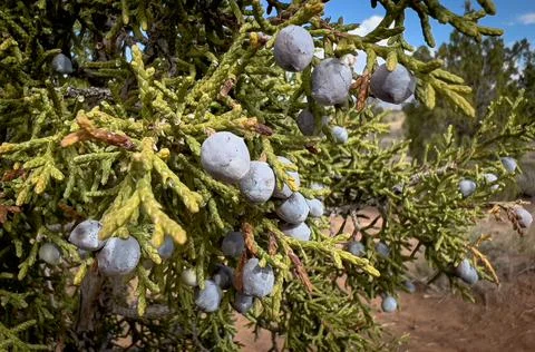 Blue Plump Juniper Berries Stock Illustration