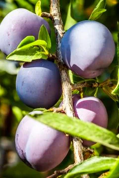 Blue plums close up Stock Photos