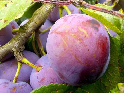 Blue Plums Growing on Tree Branches in a Lush Orchard During Late Summer Stock Photos