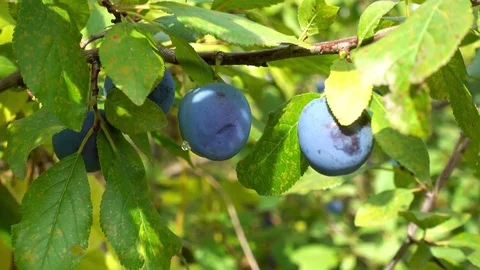 Blue plums or prunes hanging in garden of summer, sunlight, outdoors Stock Footage 79653794