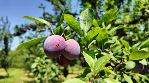 Blue plums orchard. Stock Footage 328982113