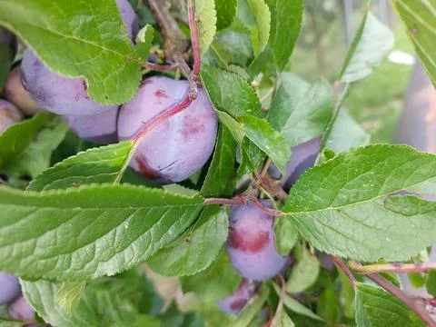 Blue Plums Ripening on Tree Branches Under Bright Sunlight in a Lush Garden Stock Photos