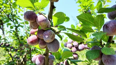 Blue plums on a tree branch. Stock Footage 317509502