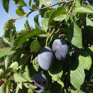 Blue plums on the tree Stock Photos