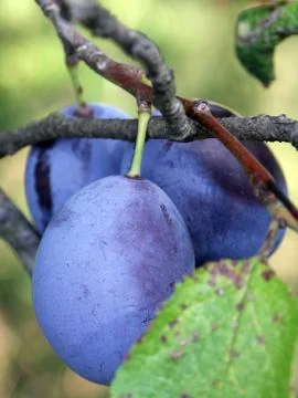 Blue plums on the tree Stock Photos