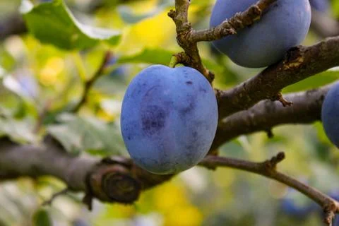 Blue plums on a tree. Stock Photos