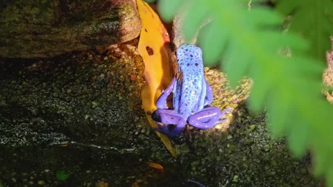Blue poison dart frog  Stock Footage 295213377